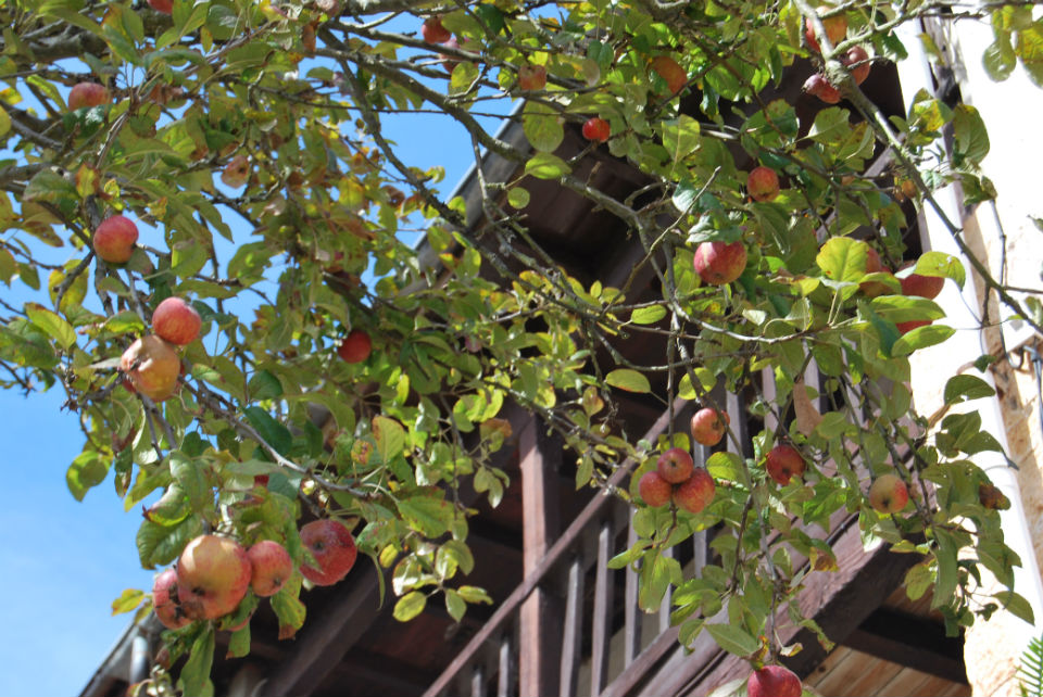 manzanos en una casa tradicional